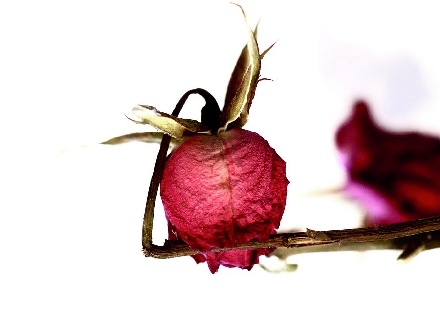 Shy Dried Rose Photograph by Alida M Haslett