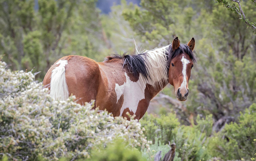 Shy Boy Photograph By Michelle Wilson - Fine Art America