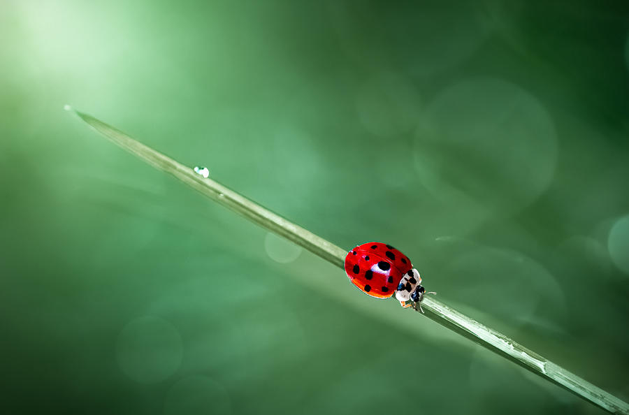 Ladybug Photograph - Shy Guy by Atul Saluja