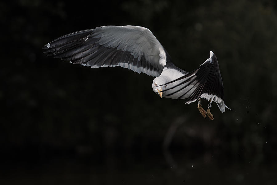 Wildlife Photograph - Shy Lesser Black-backed Gull by Magnus Renmyr
