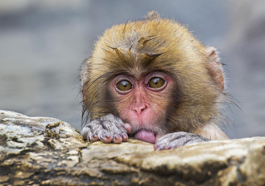 Monkey Photograph - Shy Little Monkey by Angela Muliani Hartojo