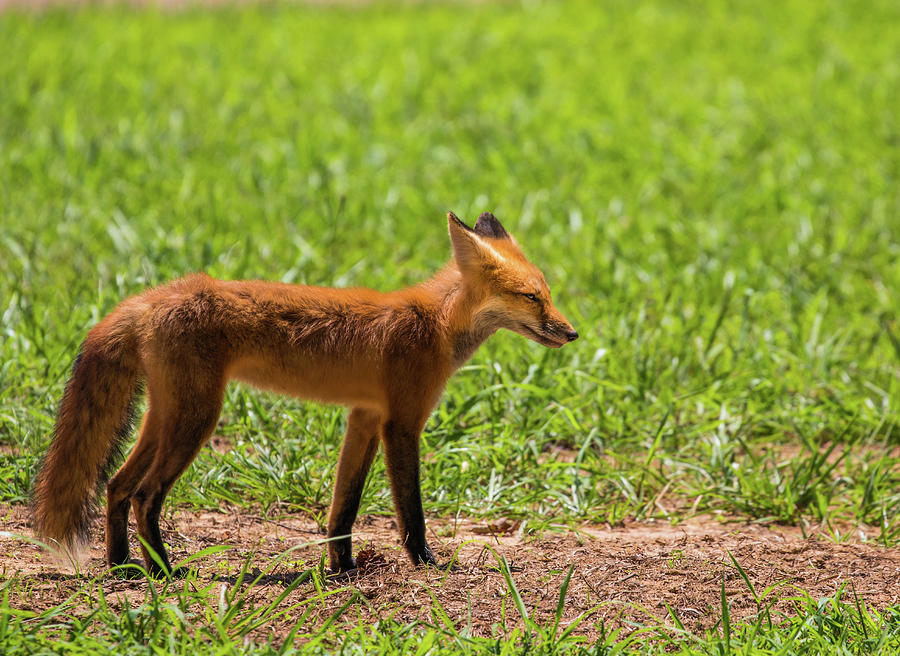 Shy Red Fox Kit Photograph