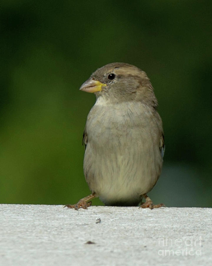 Shy Sparrow Photograph