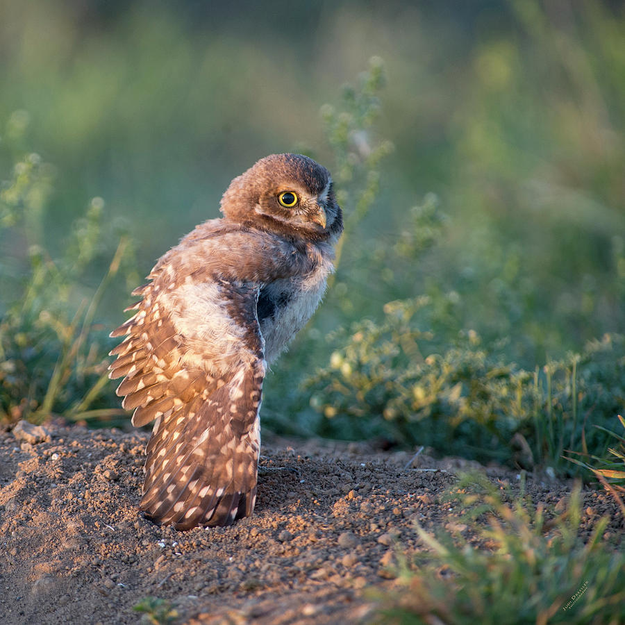 Shy young burrowing owl Photograph by Judi Dressler
