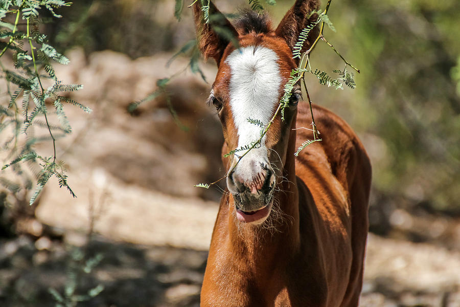 Shy Young Filly Photograph by Dawn Richards