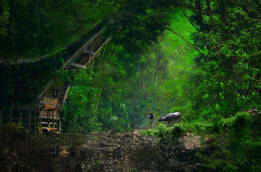 Jungle Photograph - Si Gembala - ( The Shepherd ) by Aman Ali Surachman