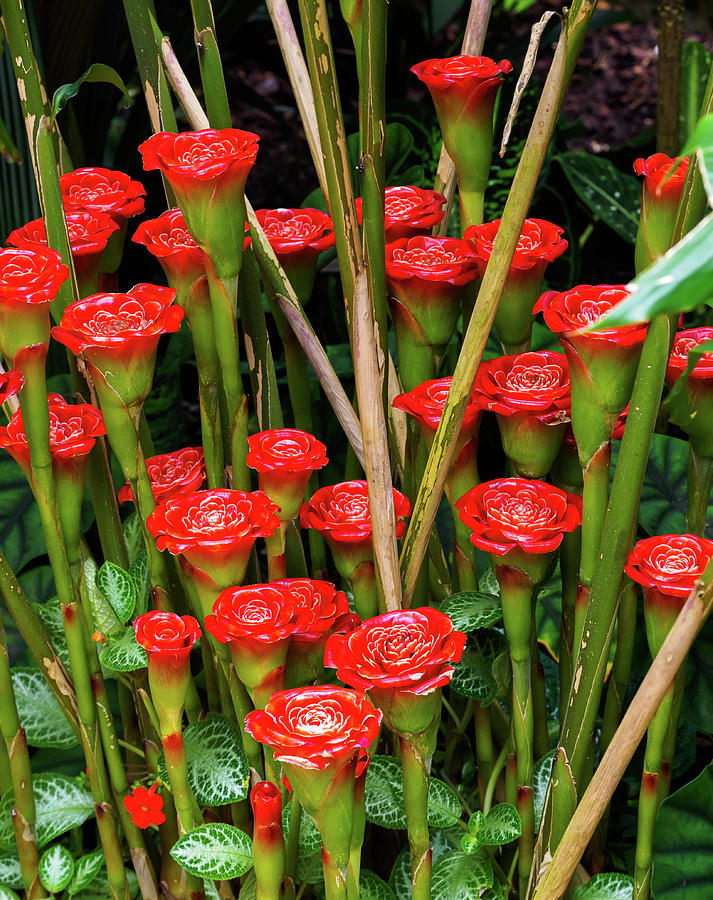 Etlingera hemisphaerica