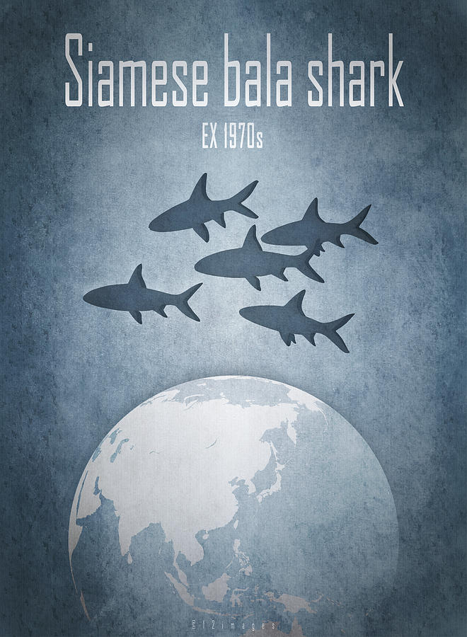 Siamese bala shark Digital Art by Moira Risen