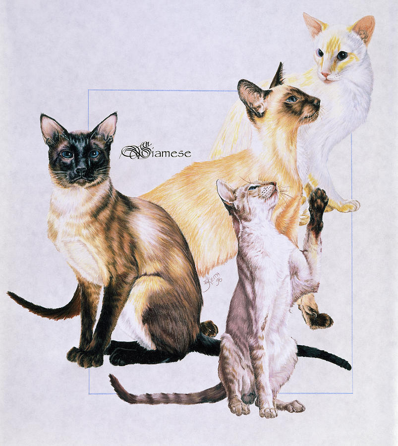 Cat Painting - Siamese by Barbara Keith