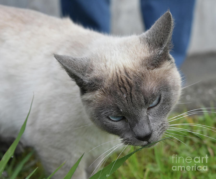 Siamese Cat Contemplating Eating a Blade of Green Grass Photograph by DejaVu Designs