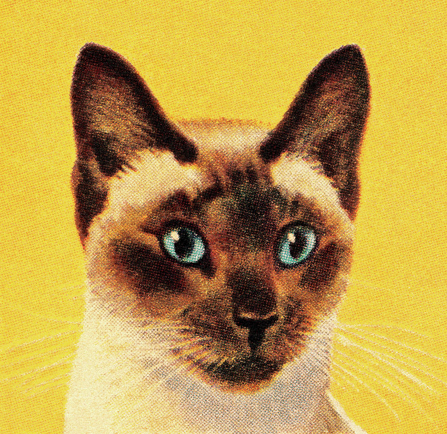 Vintage Drawing - Siamese Cat by CSA Images