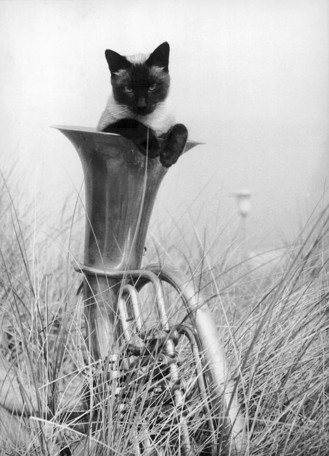 Siamese Cat Playing Music Photograph by Keystone-france