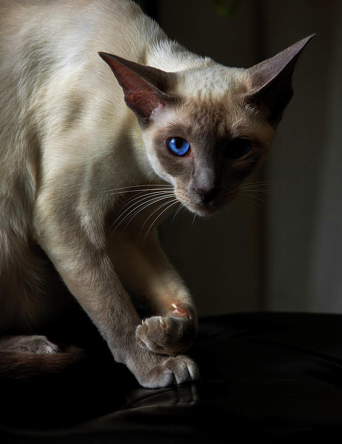 Siamese Cat Photograph by Reynaldo Williams
