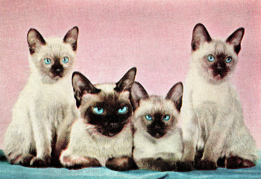 Vintage Drawing - Siamese cats by CSA Images