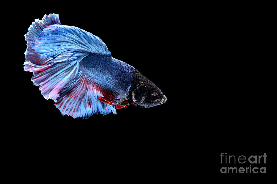 Studio Photograph - Siamese Fighting Fish by Bausriyosthiya Studio Photograph - Siamese Fighting Fish by Bausriyosthiya