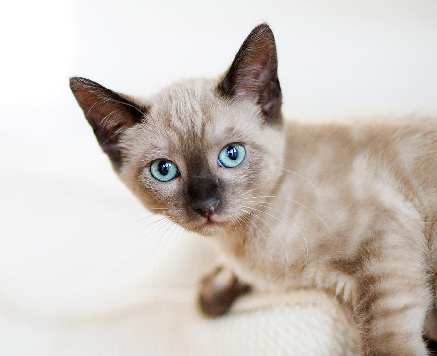 Siamese Kitten Photograph by Cindy Loughridge
