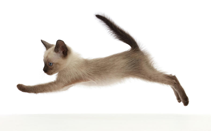 Siamese X Ragdoll Kitten Leaping Photograph by Mark Taylor