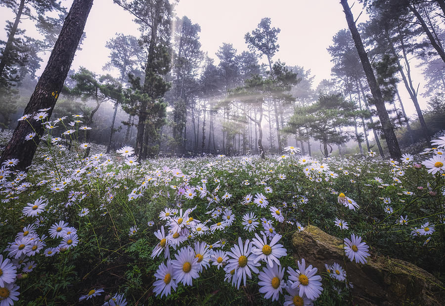 Siberian Chrysanthemum Habitat Photograph by Tiger Seo