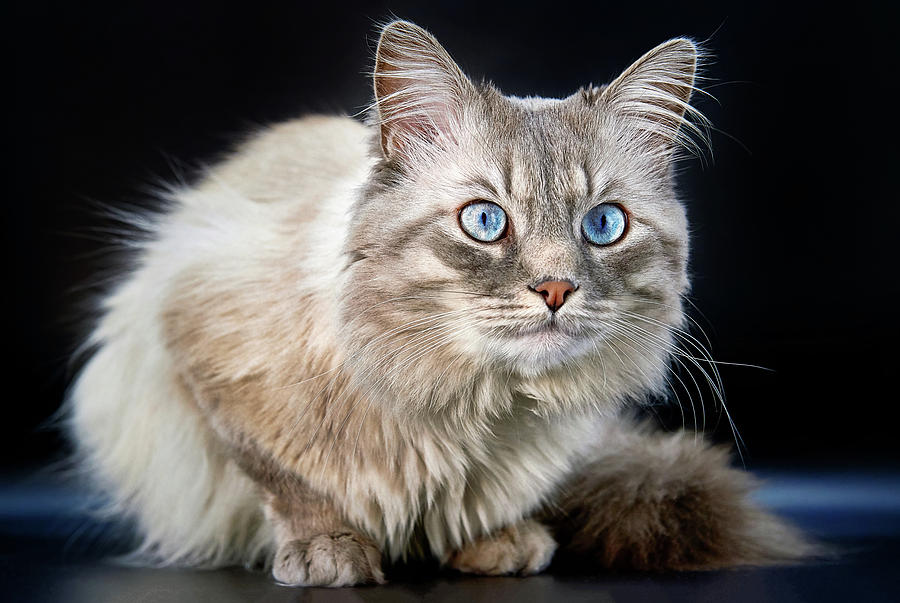 Blue eyes of a Siberian colorpoint cat Photograph by ...