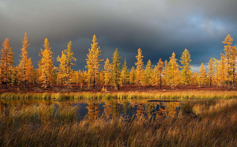 Siberian Fall Photograph by Andrey Snegirev