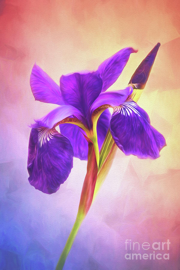 Flower Digital Art - Siberian Flag Iris Caesars Brother by Sharon McConnell