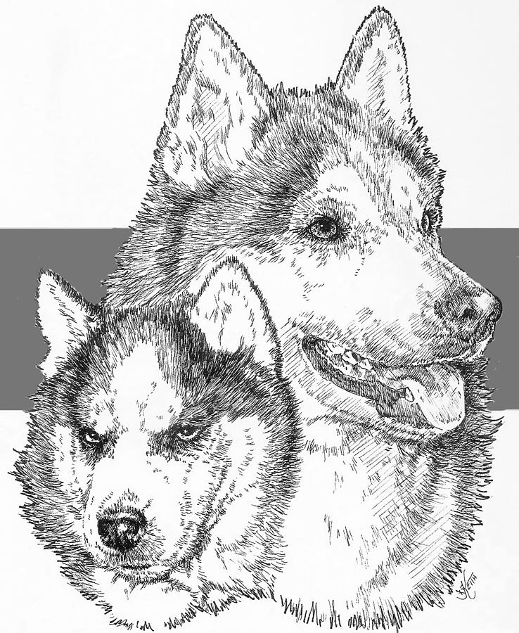 Siberian Husky and Pup Drawing by Barbara Keith