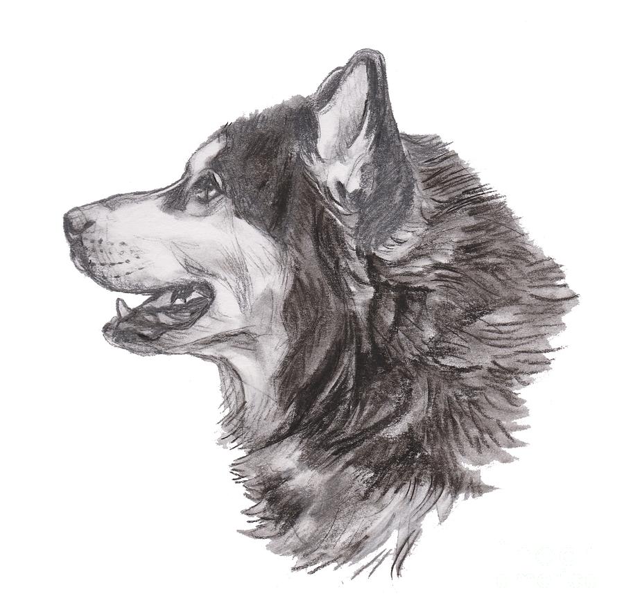 Siberian Husky Charcoal Drawing Drawing by I Am Lalanny - Pixels