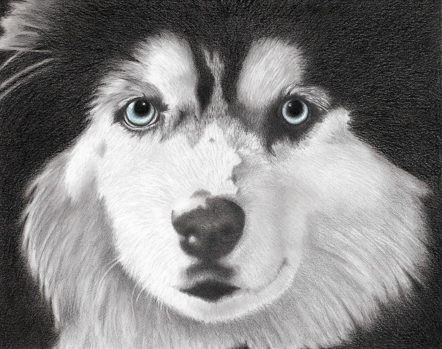 Siberian Husky Husky Art Drawing by Alexandra Rey Pixels
