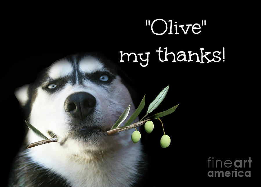 Siberian Husky Thank You Olive my Thanks  Photograph by Stephanie Laird