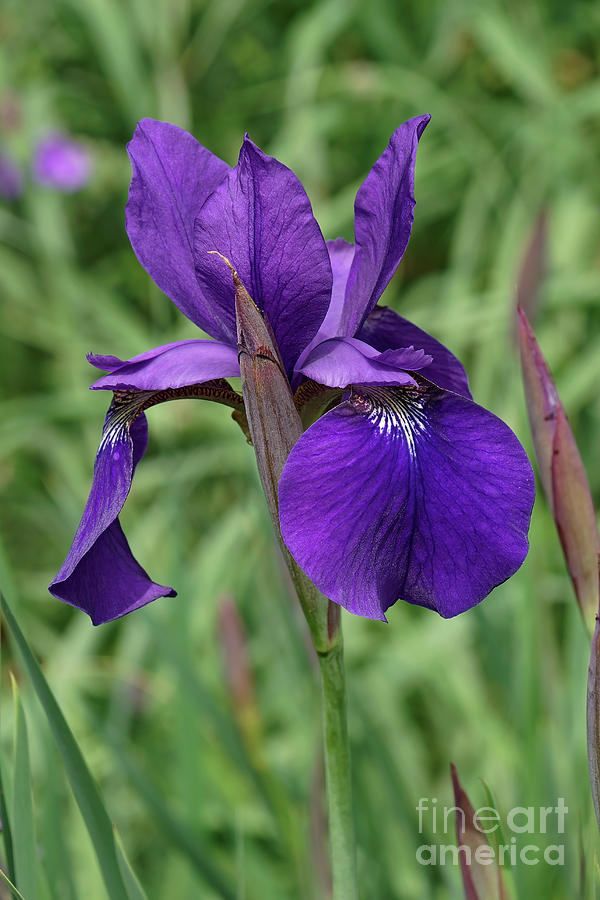 Siberian Iris (iris Sibirica) Flower Photograph by Dr. Nick Kurzenko ...