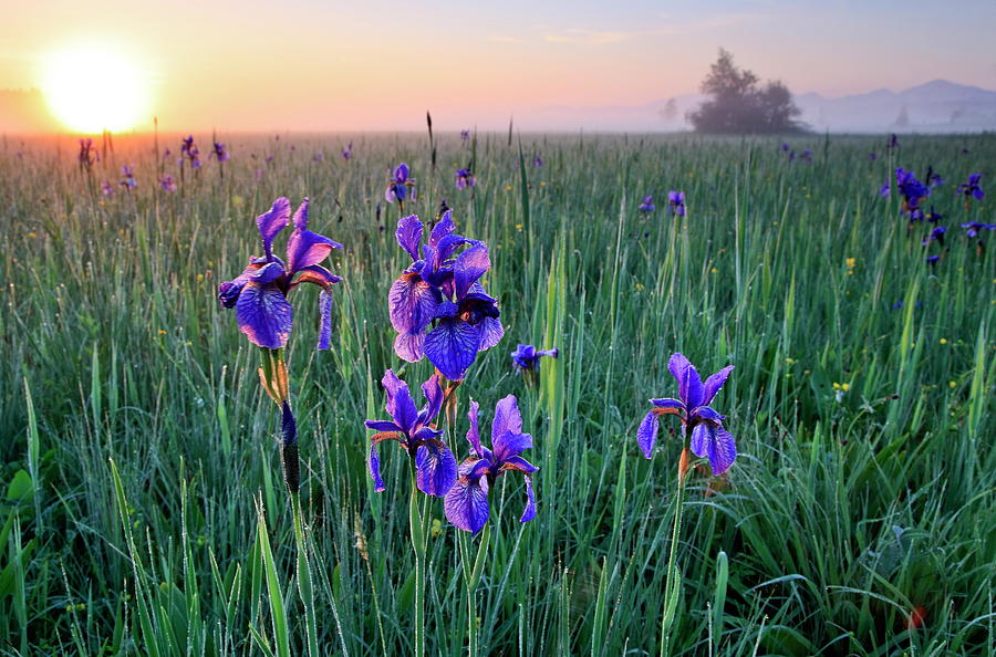 Siberian Irises In A Field Digital Art by Bernd Rommelt