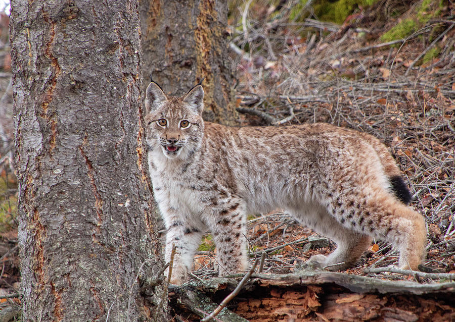 Wildlife Photograph - Siberian Lynx Kitten 2387 by Teresa Wilson