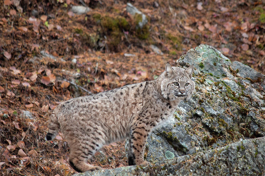 Siberian Lynx Kitten - 2470 Photograph by Teresa Wilson