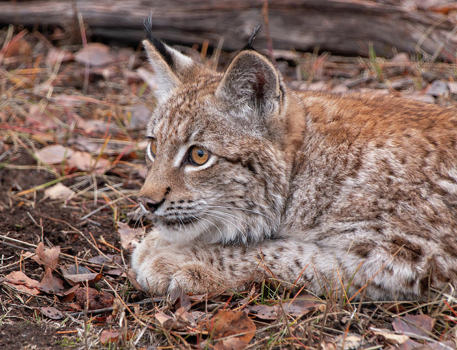 Siberian Lynx Kitten 2805  Photograph by Teresa Wilson