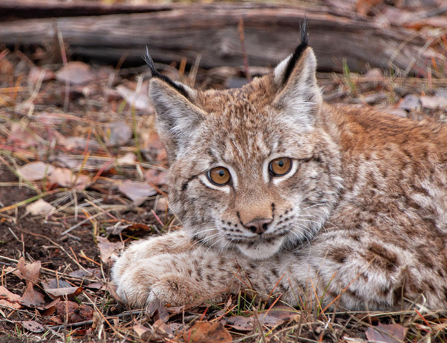 Siberian Lynx Kitten 2811  Photograph by Teresa Wilson