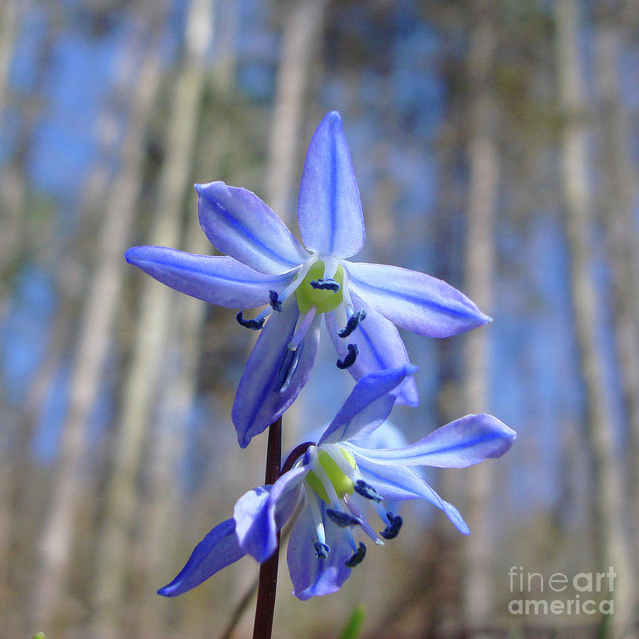 Siberian Squill 3 Photograph by Amy E Fraser