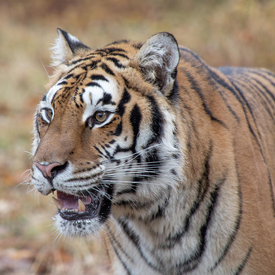 Siberian Tiger -8383 by TL Wilson Photography Photograph by Teresa Wilson