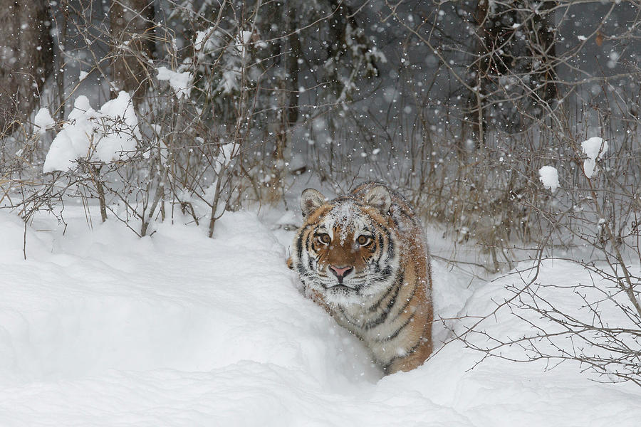 Siberian Tiger, Amur Tiger, Panthera Photograph by Sarah Darnell