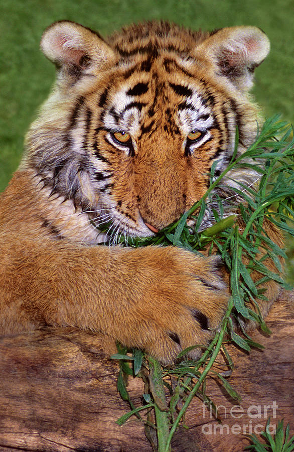 Siberian Tiger Cub Endangered Species Wildlife Rescue Photograph by Dave Welling