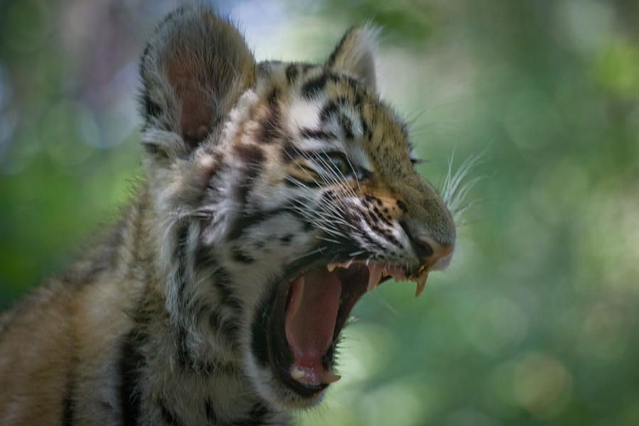 Siberian Tiger Cub Photograph by Mikemurphy Photography