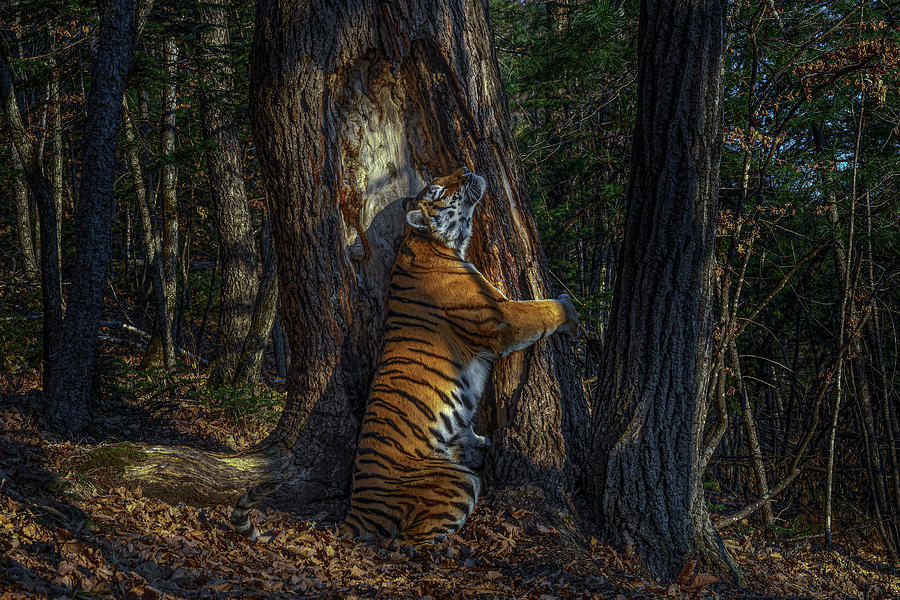 Siberian Tiger Female Territorial Marking By Rubbing Cheek Photograph by Sergey Gorshkov / Naturepl.com Siberian Tiger Female Territorial Marking By Rubbing Cheek Photograph by Sergey Gorshkov / Naturepl.com