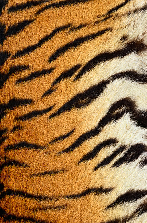 Siberian Tiger Fur Photograph by Siede Preis
