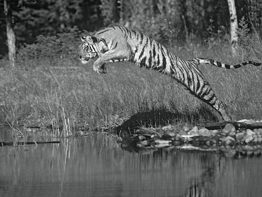 Siberian Tiger Leaping Into Water Photograph by Tim Fitzharris