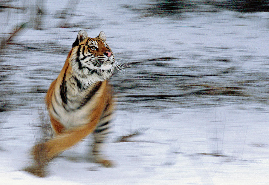 Siberian Tiger Looking Up Playing In by Grant Faint