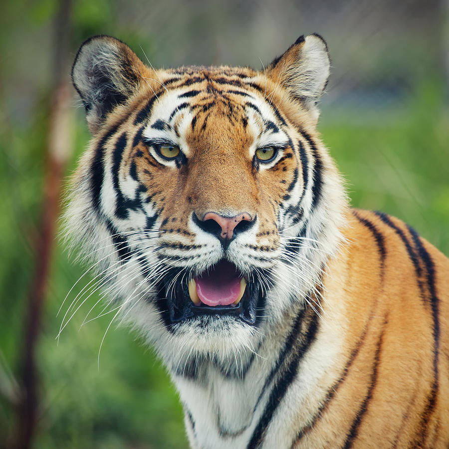 Siberian Tiger Photograph by Lordrunar