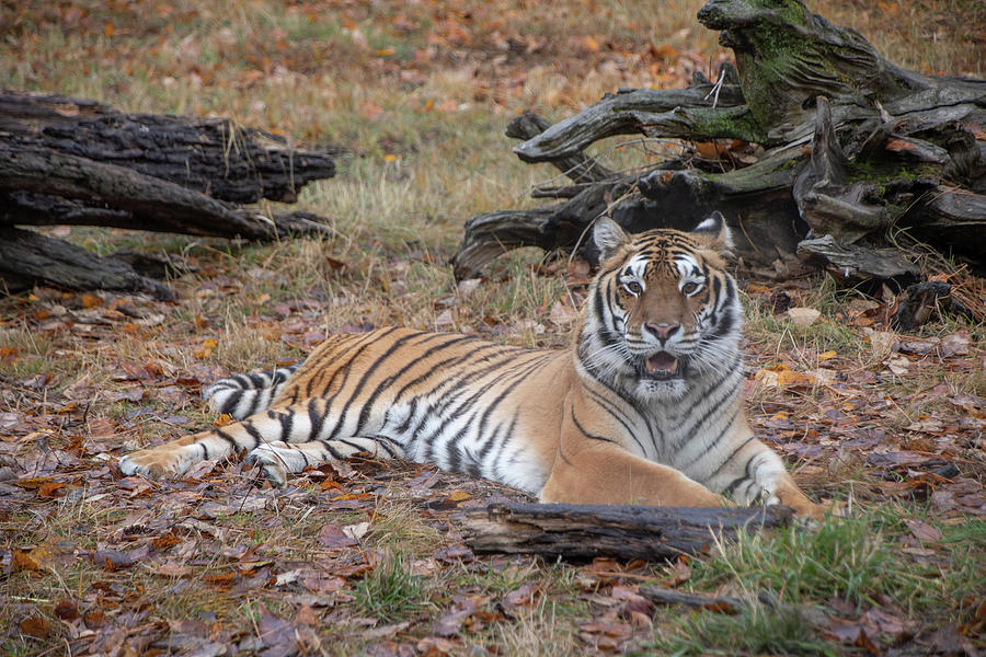 Siberian Tiger Lounging in Fall Leaves by TL Wilson Photography  Photograph by Teresa Wilson
