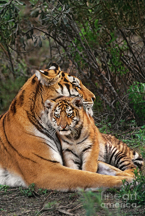 Siberian Tiger Mother and Cub Endangered Species Wildlife Rescue Photograph by Dave Welling
