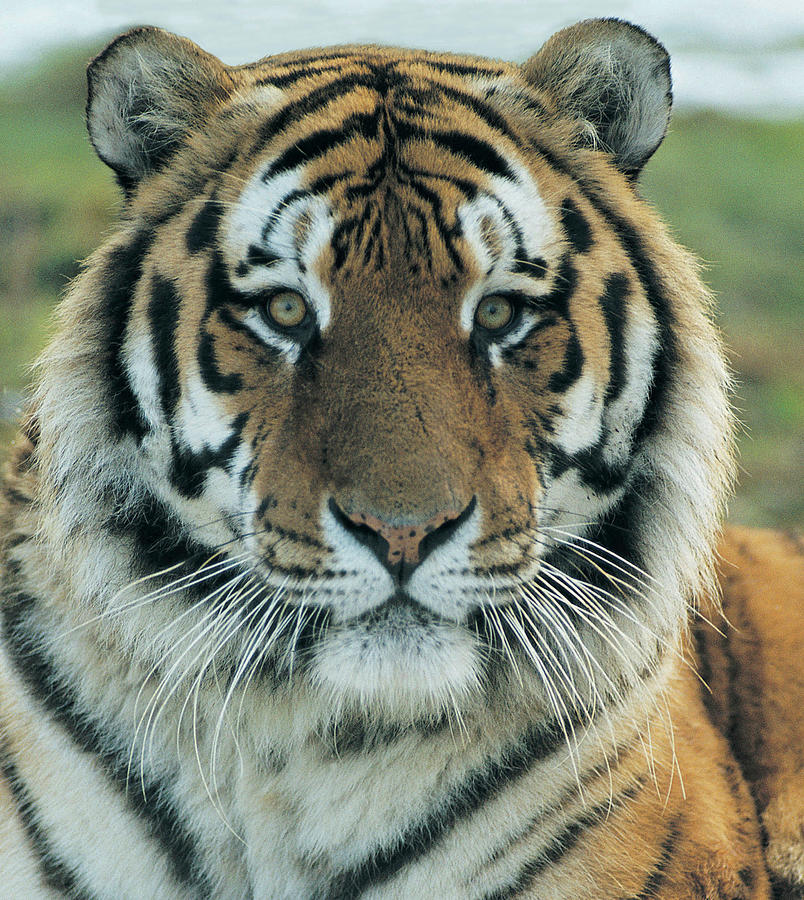Siberian Tiger Panthera Tigris Altaica Photograph by Digital Vision.