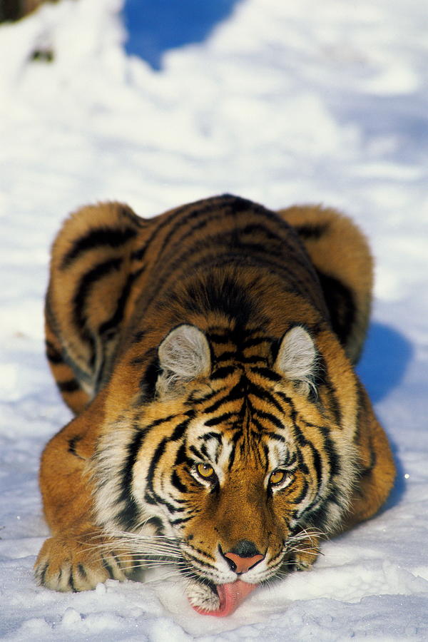 Siberian Tiger Panthera Tigris Altaica by Gail Shumway