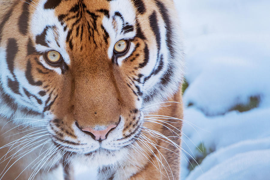 Siberian Tiger (panthera Tigris Altaica) In Snow, Captive. Photograph ...